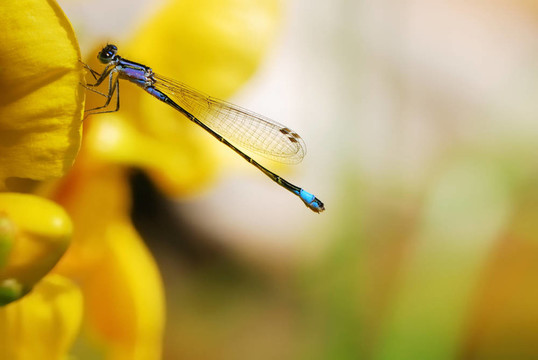Damselfly在一朵黃色的花