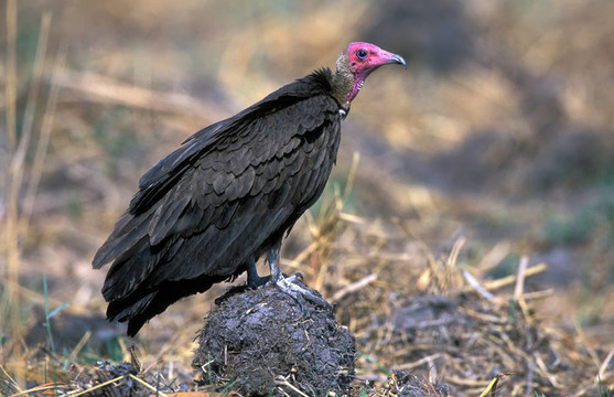 紅頭雕（Sarcogyps calvus）