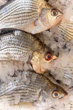 魚