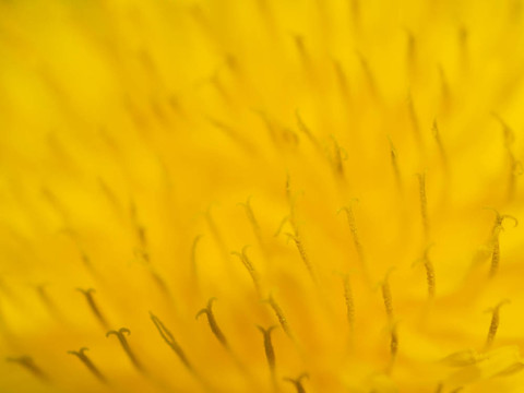 蒲公英的花蕊