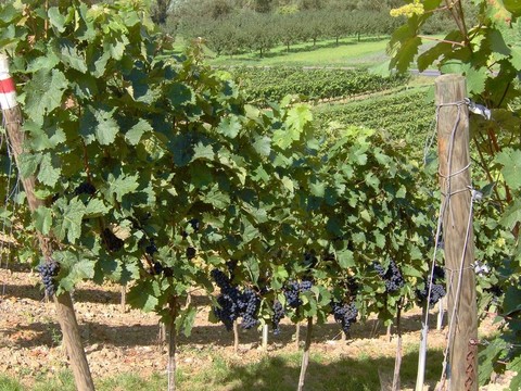 在弗朗科尼亞wineyard