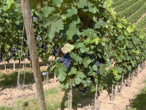 在弗朗科尼亞wineyard