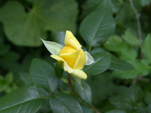花園里的花