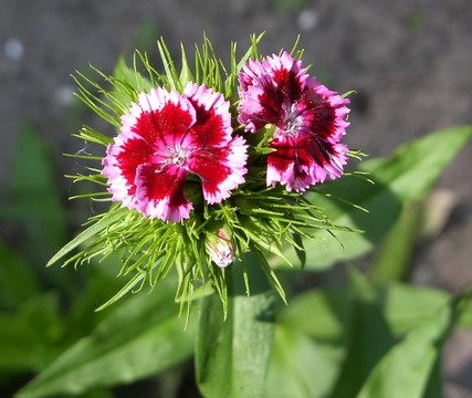 花園里的花