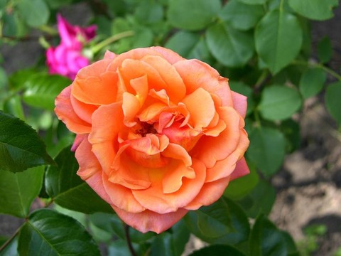 花園里的花