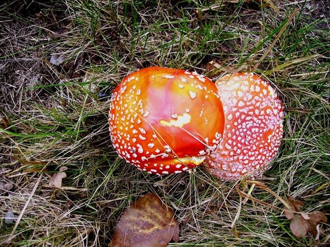紅色的毒蘑菇