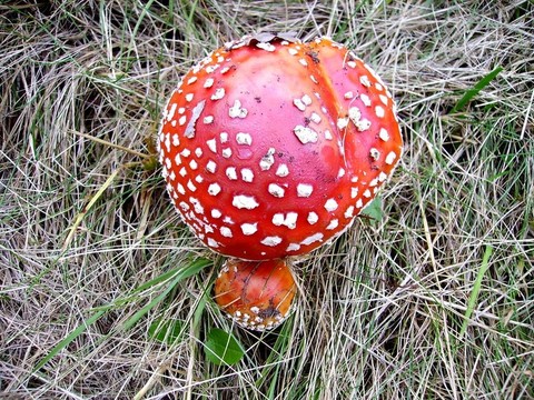 紅色的毒蘑菇