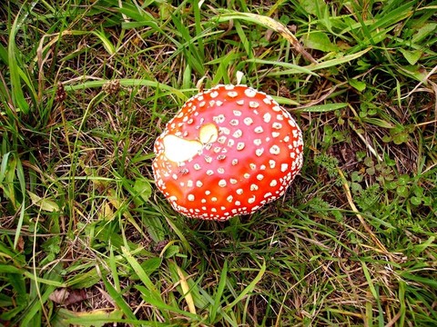 紅色的毒蘑菇