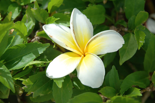 素馨花