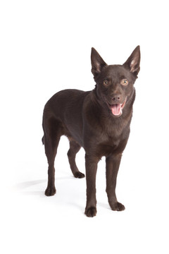 可愛(ài)和有趣的澳大利亞牧羊犬