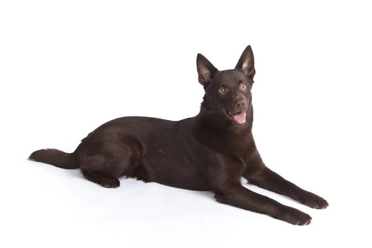 可愛(ài)和有趣的澳大利亞牧羊犬
