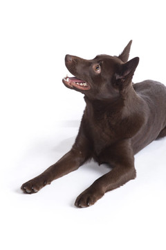 可愛(ài)和有趣的澳大利亞牧羊犬