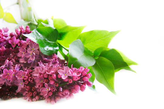 丁香花白色