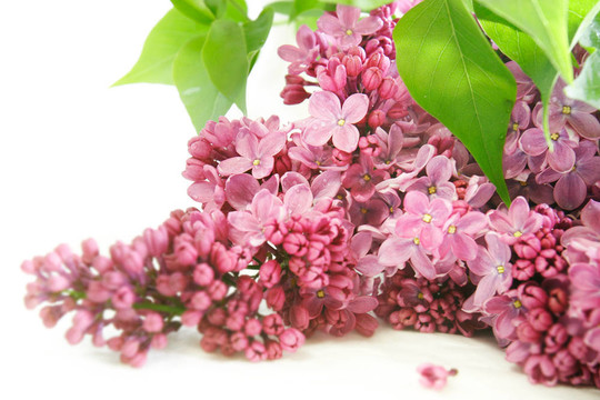 丁香花白色