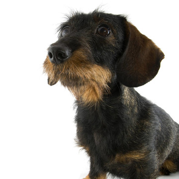 臘腸犬