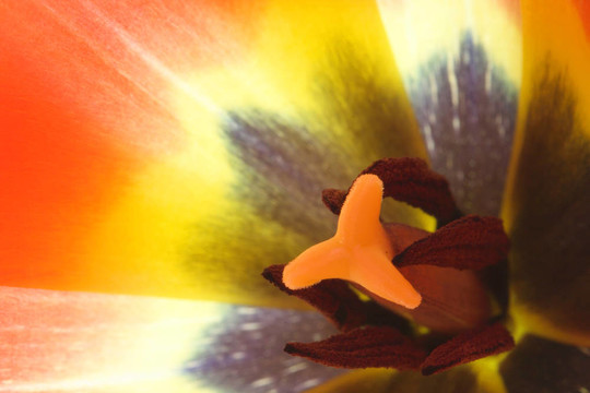 內(nèi)紅色郁金香花