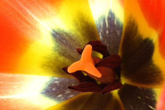 內(nèi)紅色郁金香花