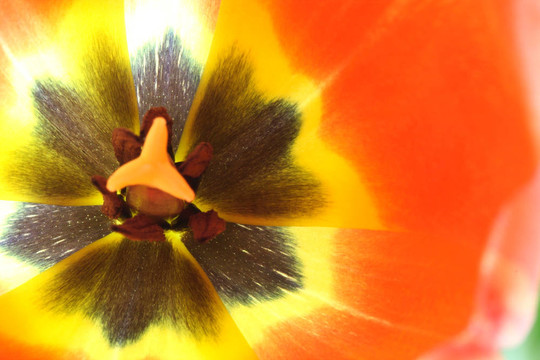 內(nèi)紅色郁金香花