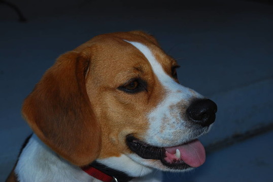 好狗