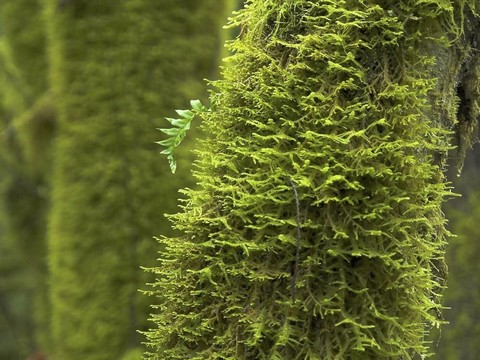 雨林苔蘚覆蓋的楓葉樹(shù)