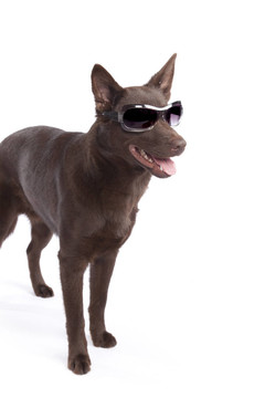 可愛(ài)和有趣的澳大利亞牧羊犬