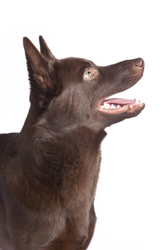 可愛(ài)和有趣的澳大利亞牧羊犬