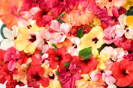 芙蓉花
