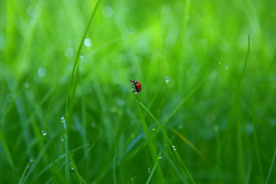 隨著露水的青草背景滴瓢蟲