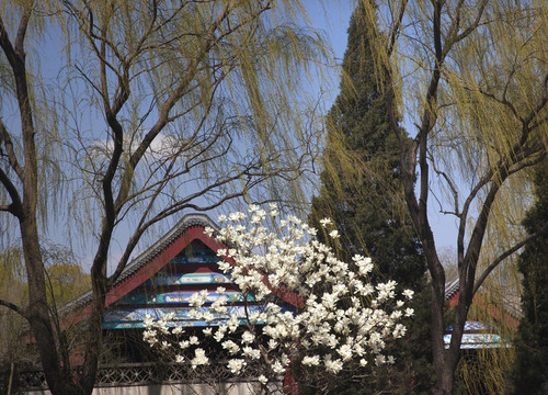 木蘭花柳春頤和園北京中國(guó)