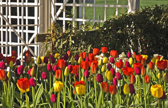 具有白色格子的郁金香花園