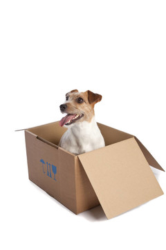 jack russell梗在盒子里