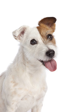 jack russell梗微笑