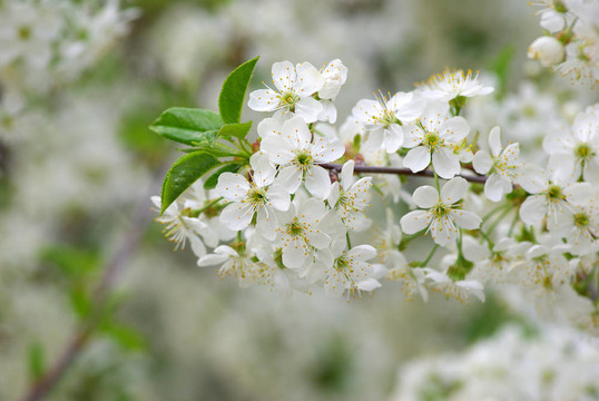 櫻花