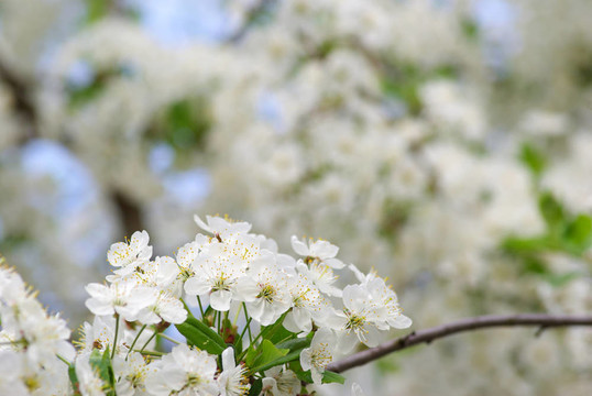 櫻花