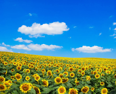 向日葵花田
