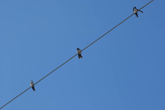電線上的三只鳥