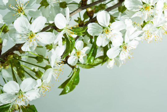 櫻桃樹的花