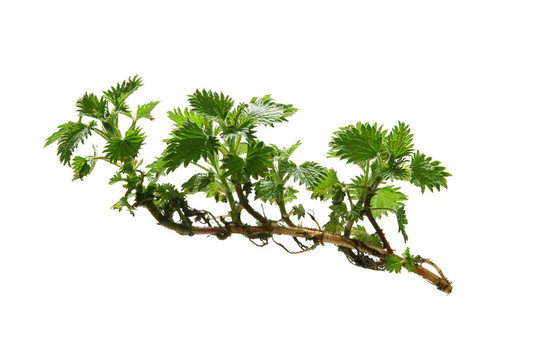 年輕的植物