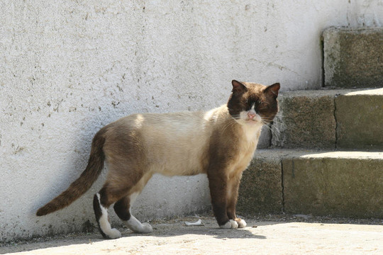 貓