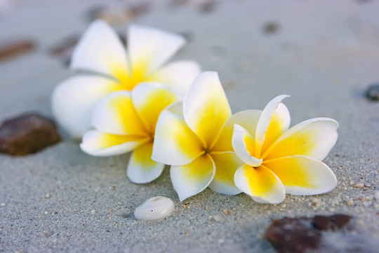 熱帶花卉組成