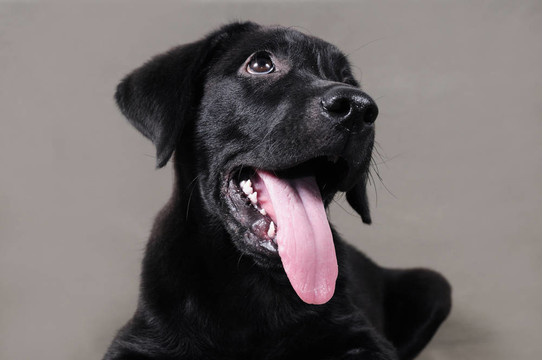 拉布拉多獵犬