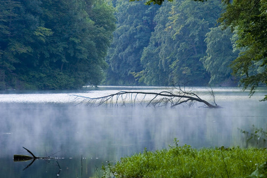 摘要；背景；美；美；植物學(xué)；分支；明亮；清潔；天；環(huán)境；霧；樹葉；森林；新鮮；發(fā)光；草；綠色；生長；