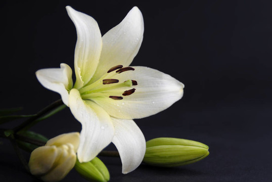 Beautiful White Flower黑色