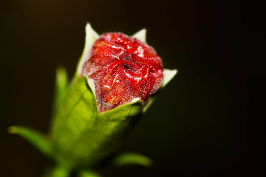木槿芽