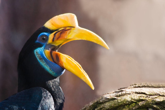 女Knobbed Hornbill打電話