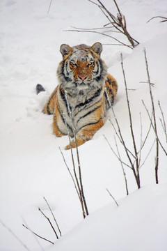 sibiriantiger