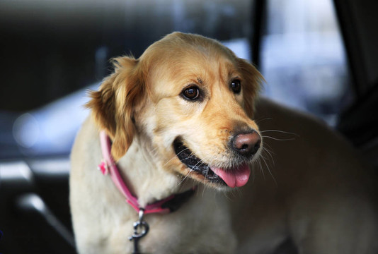 金毛獵犬