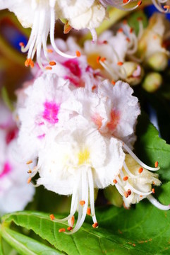 栗花
