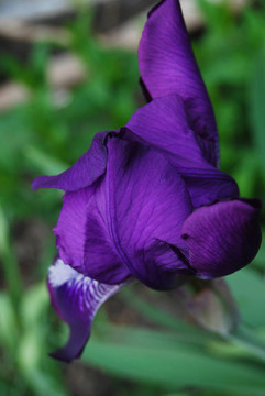 鳶尾花