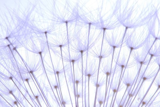 柔軟的蒲公英的種子